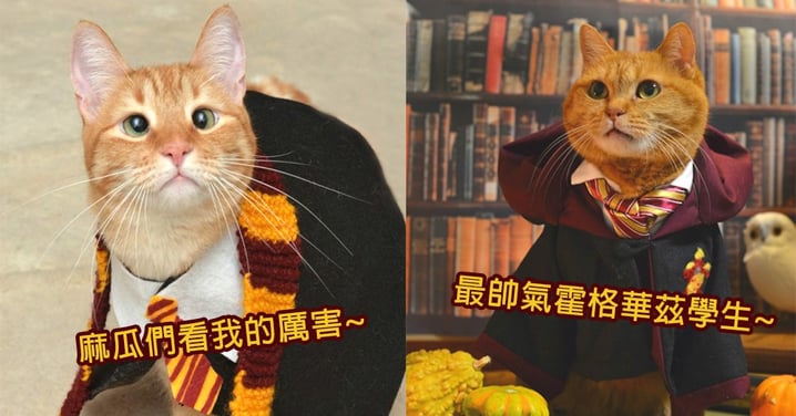 貓咪也是葛萊芬多學生！《哈利波特》也在貓界掀起可愛模仿熱，揮揮魔枚變出罐罐～
