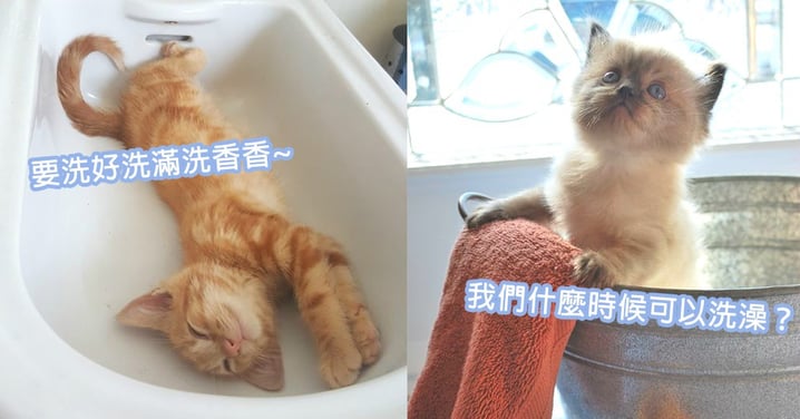 小貓什麼時候可以洗澡？年幼小貓洗澡注意事項！來為小貓咪們洗好洗滿～