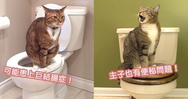 貓星人也會便秘！貓咪患上巨結腸症都因為它，滿腹便便讓主子心情變差～