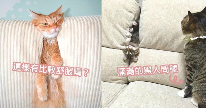 被沙發怪獸吃掉了嗎？7位硬塞沙發玩躲貓貓的貓星人，犯蠢又賣萌的樣子太可愛了～