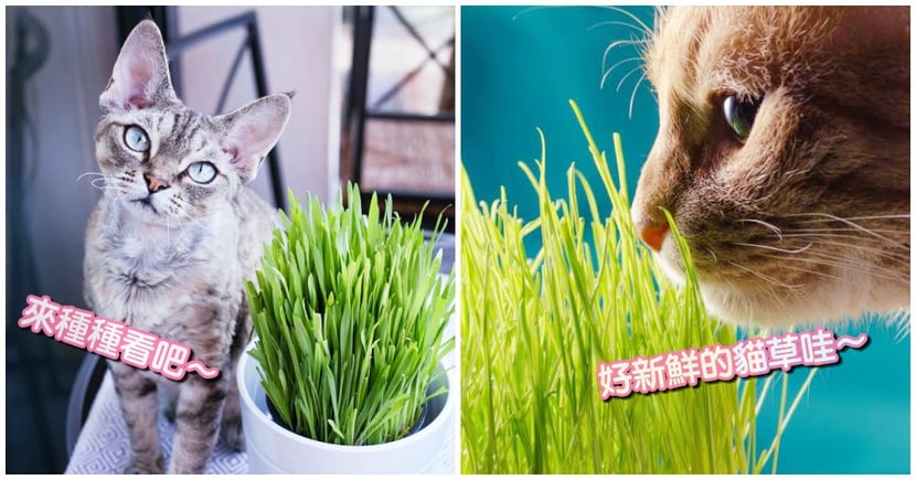小資貓奴看過來 新鮮貓草不求人 3 步驟教你自己種 省錢又療癒 Catcity 貓奴日常