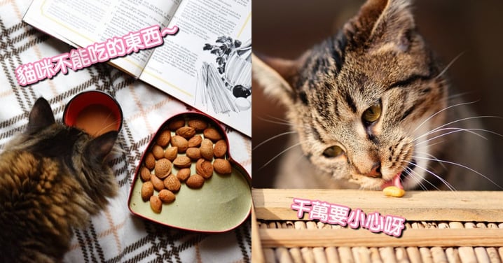 貓咪絕對不能吃！5 種 常見食物，千萬別隨便把這些放桌上呀～
