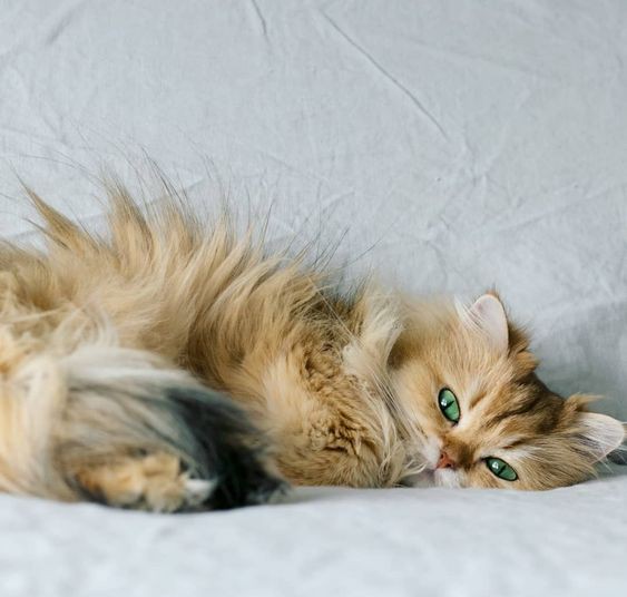 Pinterest