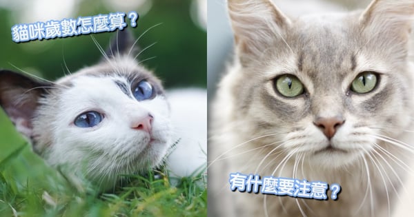 貓咪年齡這樣算!你家毛孩相當於人類幾歲?一表教你輕鬆判斷~