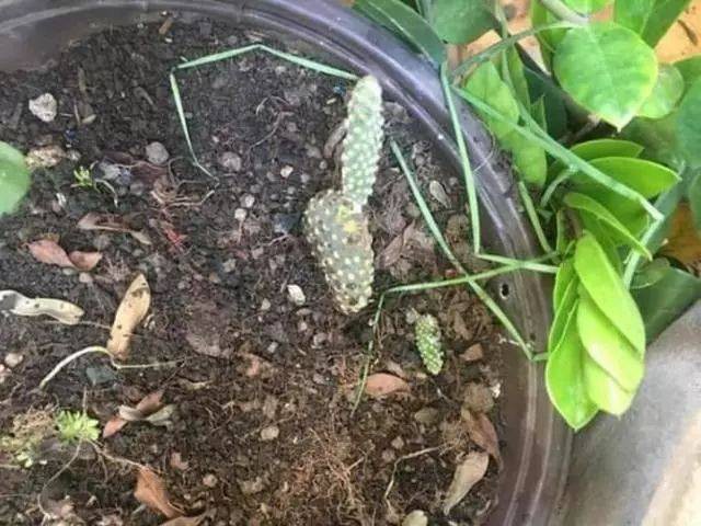 weibo 文科班校花酱