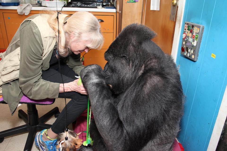 Koko & The Gorilla Foundation