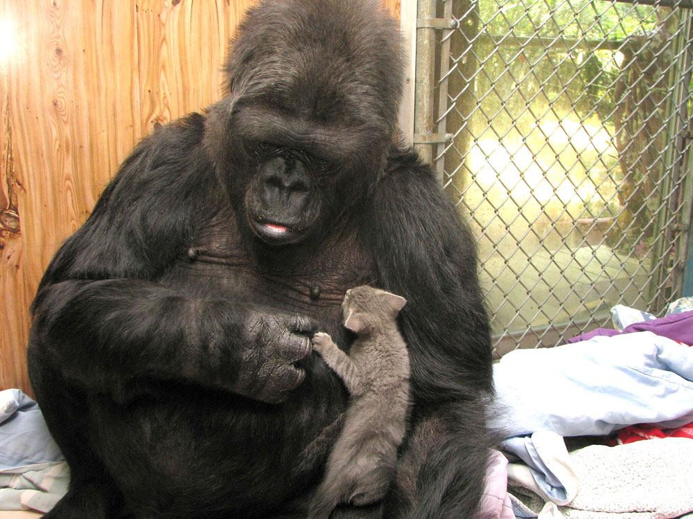 Koko & The Gorilla Foundation