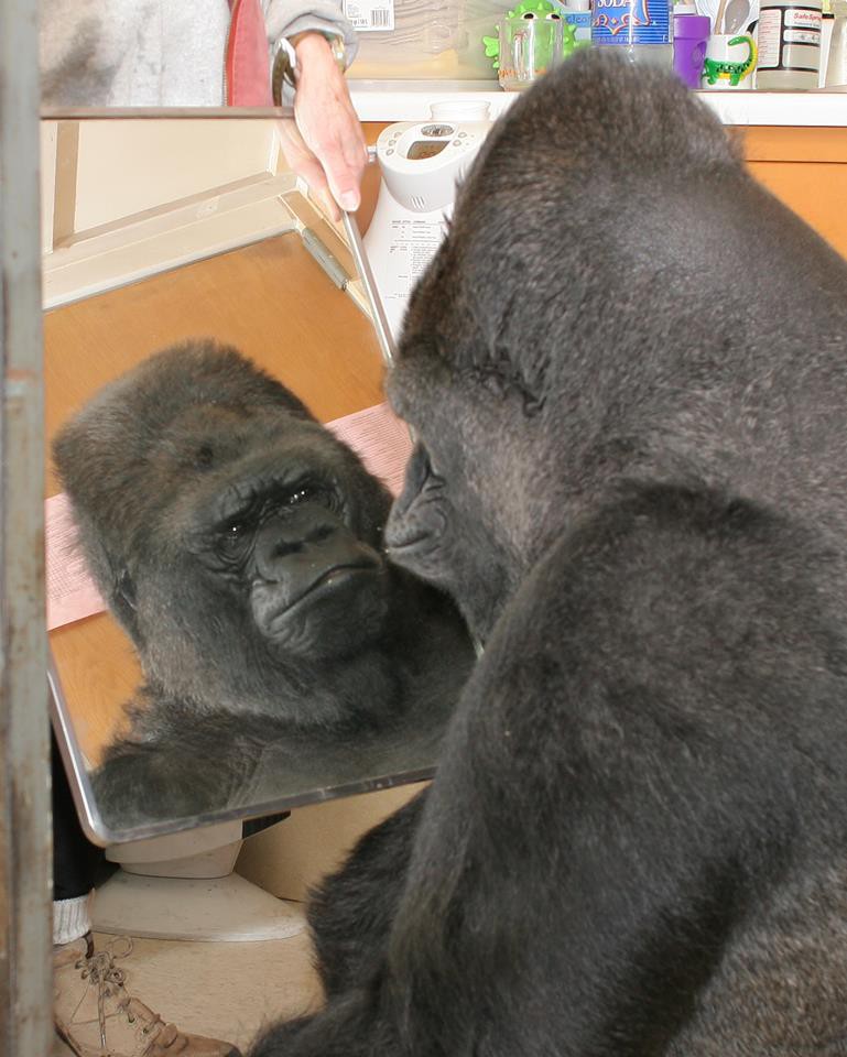 Koko & The Gorilla Foundation