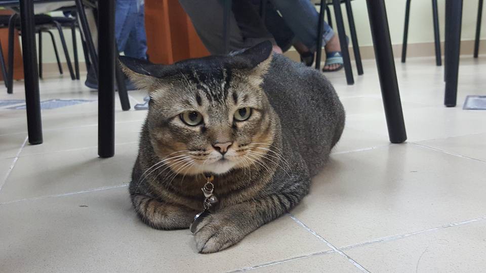 Labun KICT
