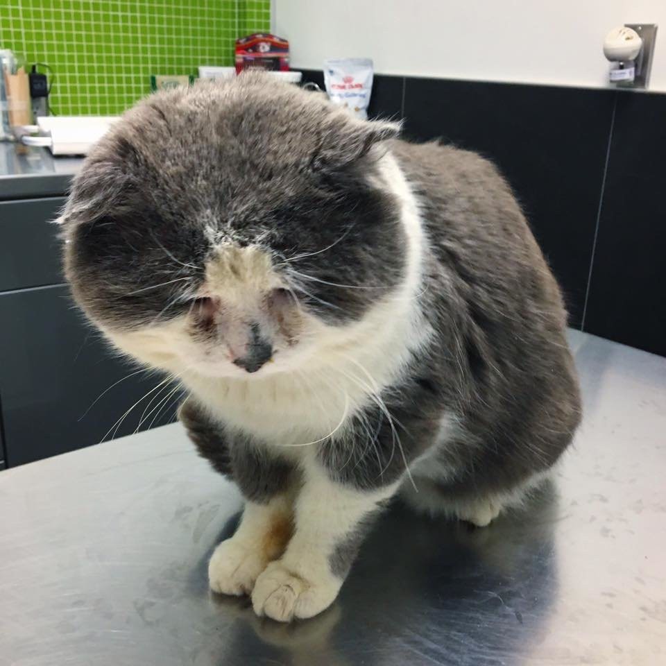 Chatons Orphelins Montréal