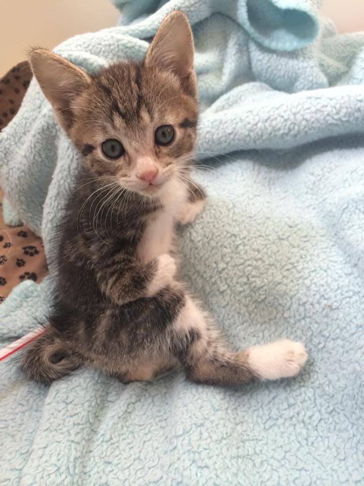 Saving Grace Rescue Inc