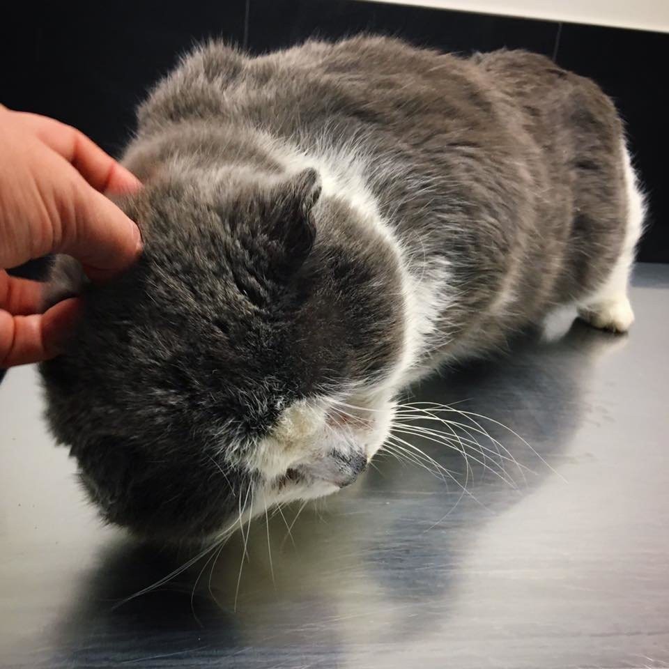 Chatons Orphelins Montréal