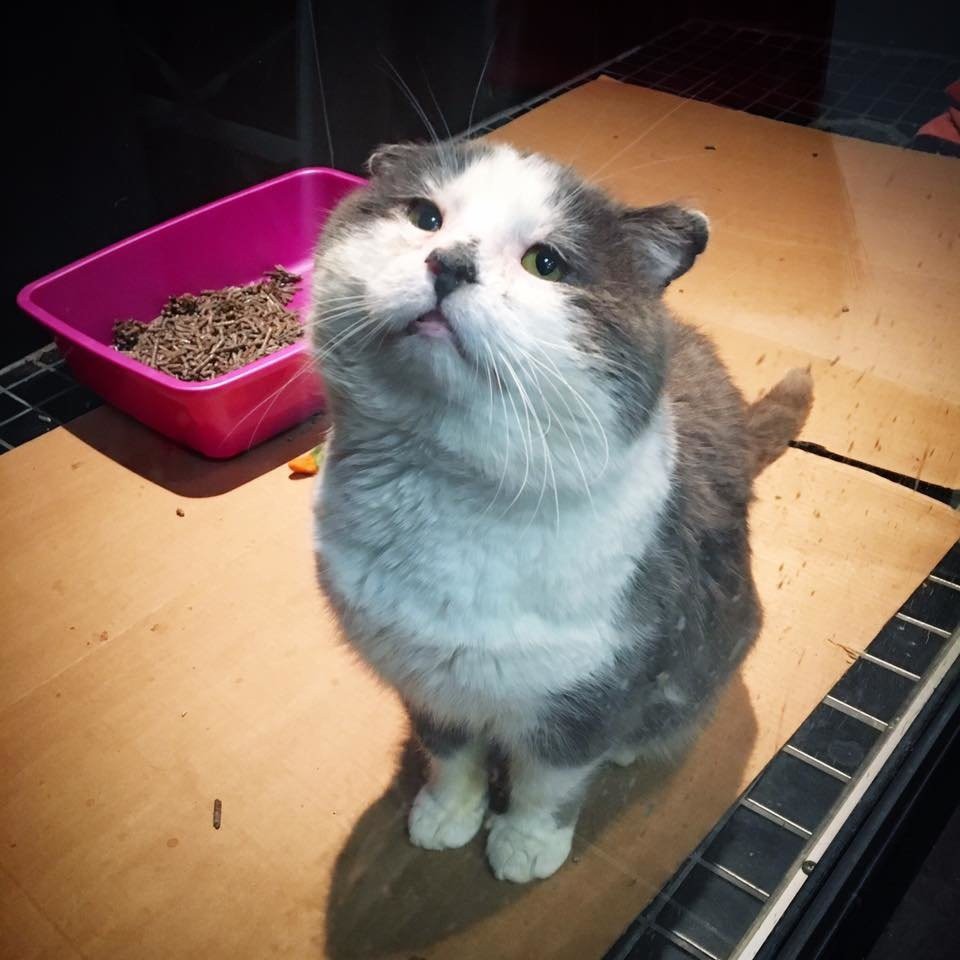 Chatons Orphelins Montréal