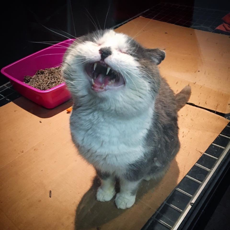 Chatons Orphelins Montréal