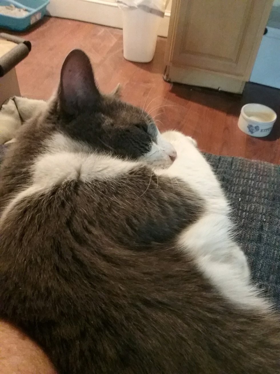 Magnificat Cat Rescue and Rehoming