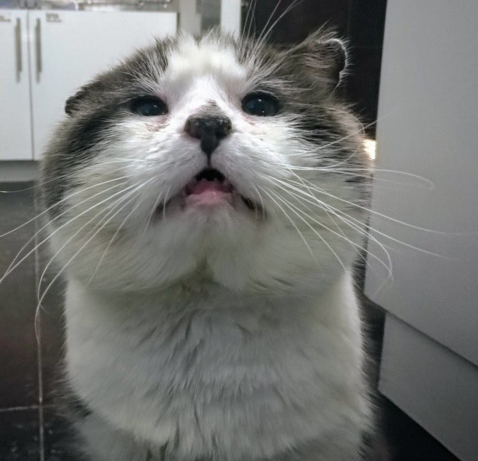 Chatons Orphelins Montréal