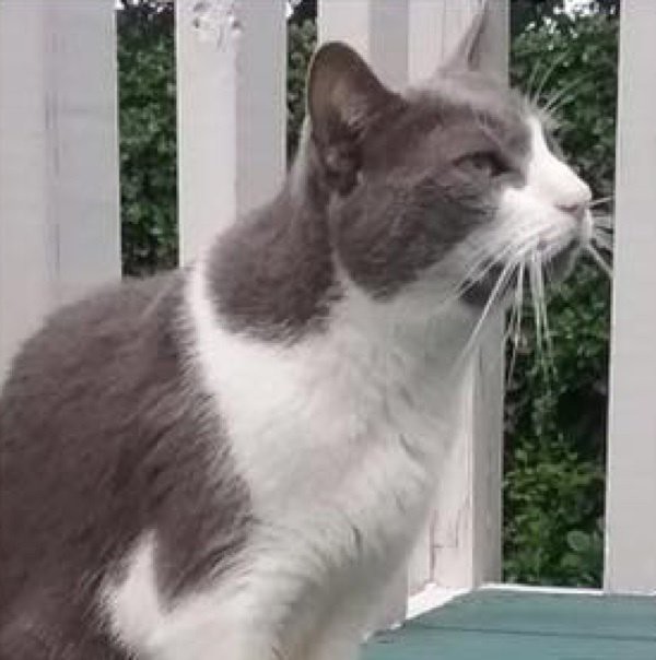 Magnificat Cat Rescue and Rehoming