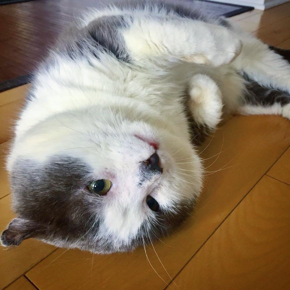 Chatons Orphelins Montréal