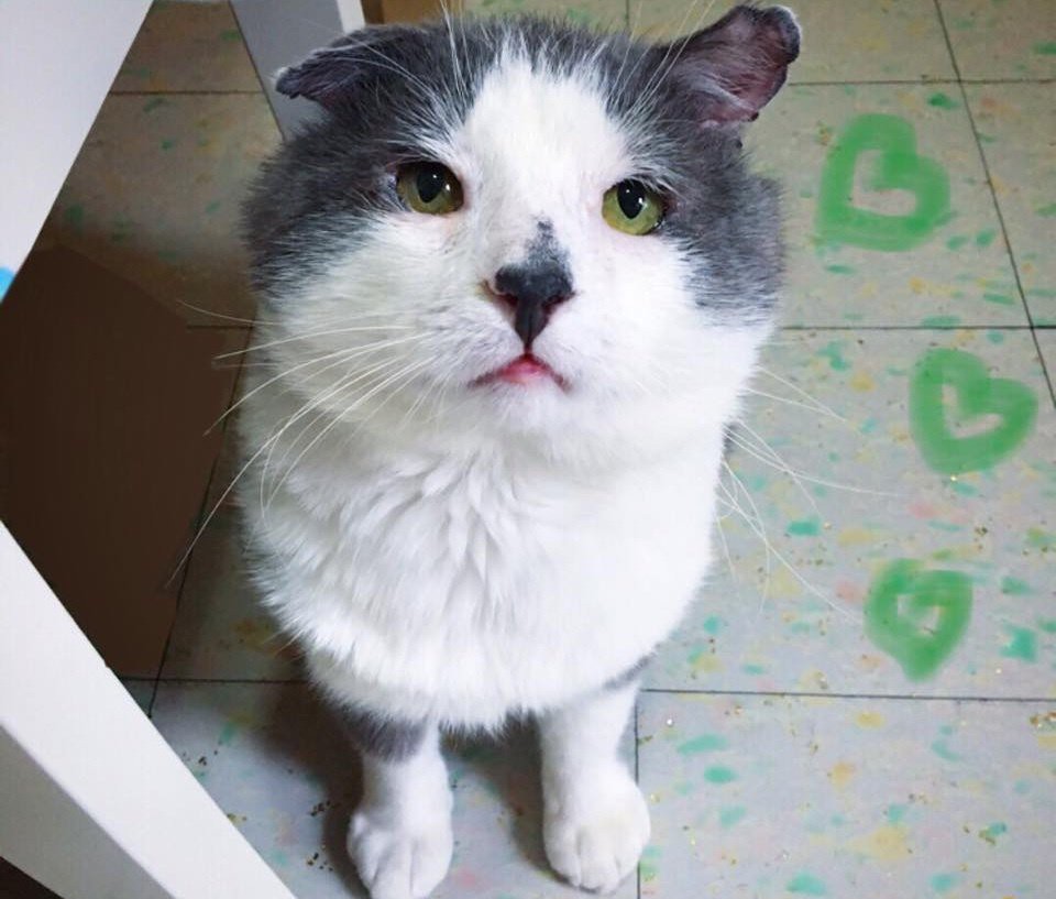 Chatons Orphelins Montréal