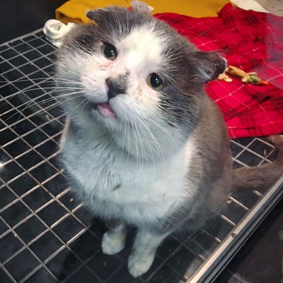 Chatons Orphelins Montréal