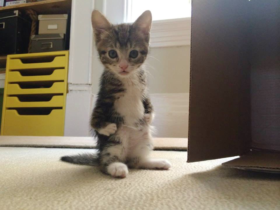 Saving Grace Rescue Inc