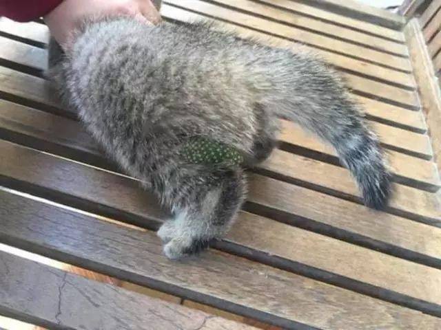 weibo 文科班校花酱