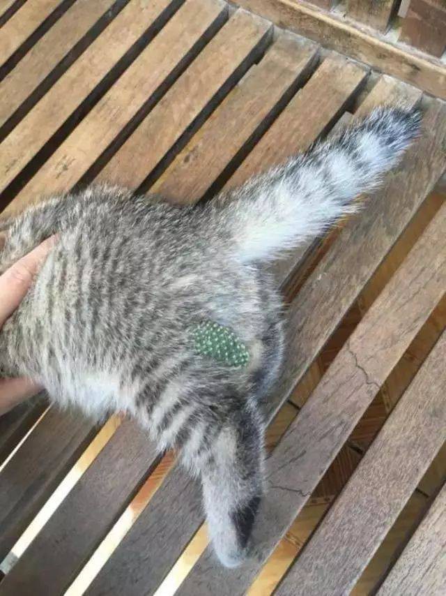 weibo 文科班校花酱