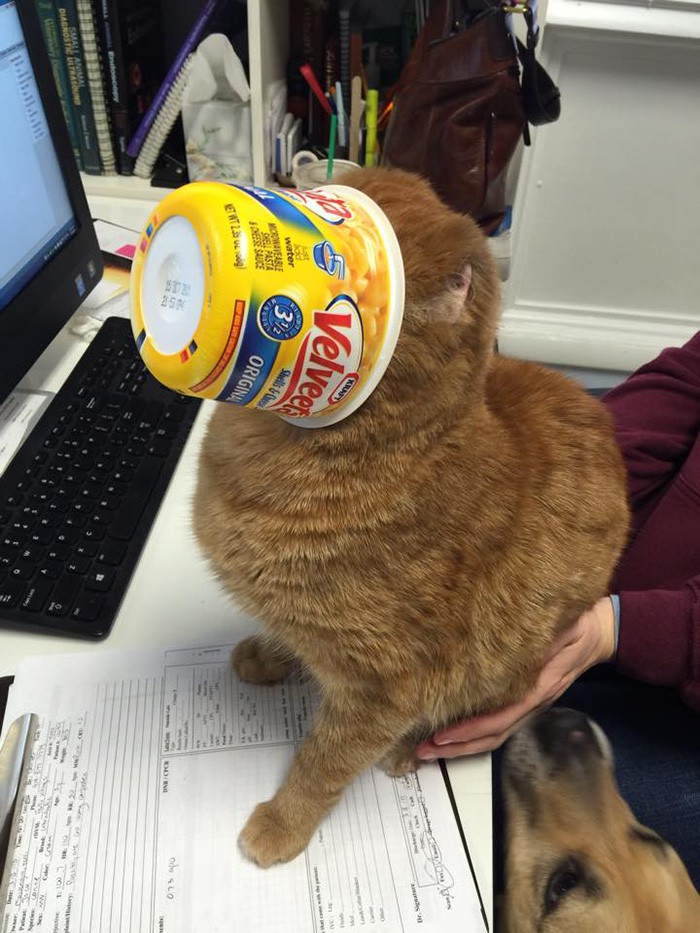 Animal Emergency Hospital and Urgent Care