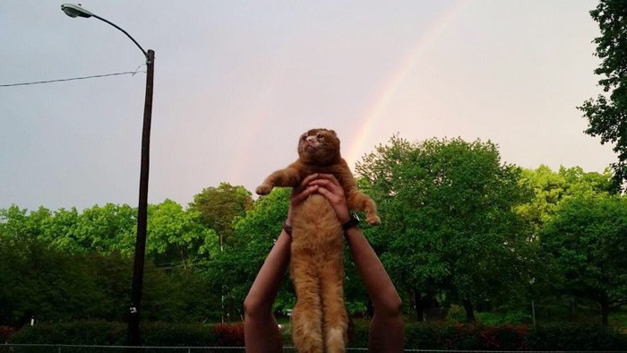 Animal Emergency Hospital and Urgent Care