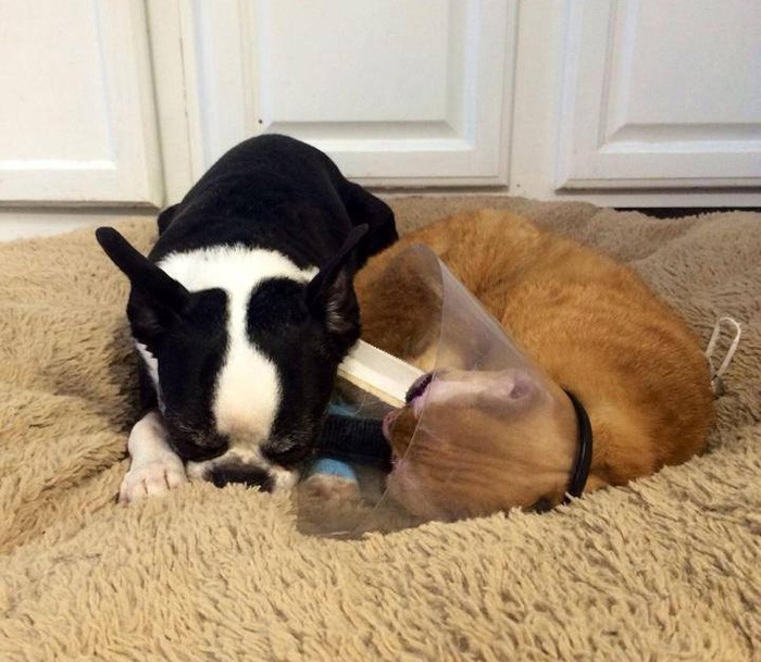 Animal Emergency Hospital and Urgent Care