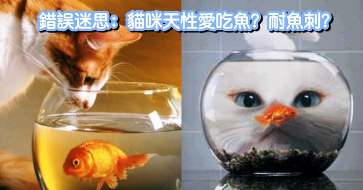 貓咪不怕魚刺，天性愛吃魚？！關於貓咪的「錯誤迷思」，貓奴們不可不知！