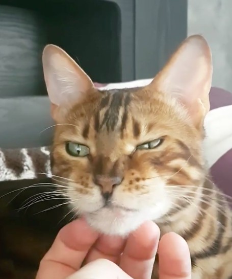 prime_the_bengal
