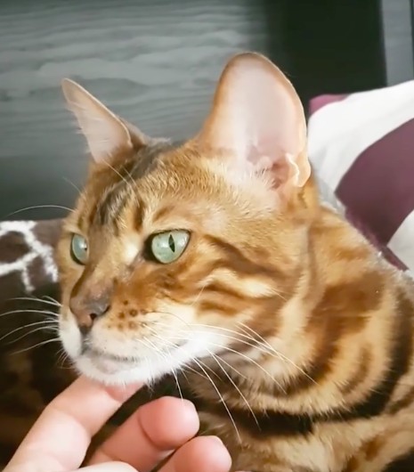 prime_the_bengal