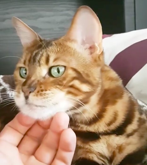 prime_the_bengal