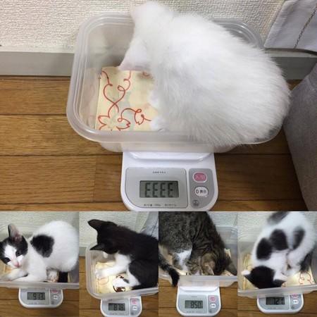 頭條號波奇寵物