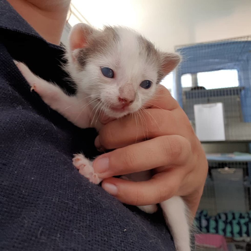 在醫生檢查之下，發現小貓耳朵畸形是先天性遺傳，視力也有些問題，但醫生表示，視力是可以恢復的。