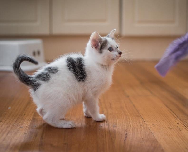 小萌貓雖然耳朵因為先天遺傳造成畸形，但擁有四個耳朵的牠，可愛度反而大大增加。
