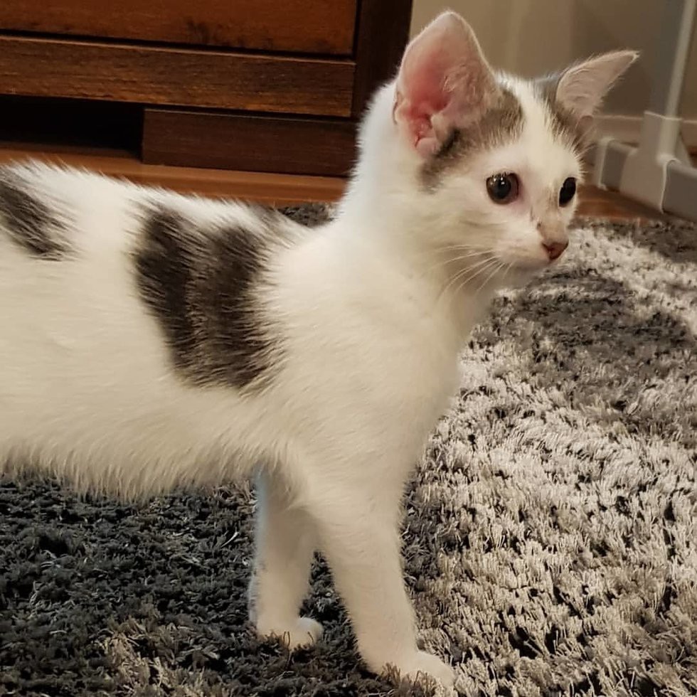 主人表示，他們一家都非常疼愛索恩，一點都不介意牠的耳朵是否畸形。