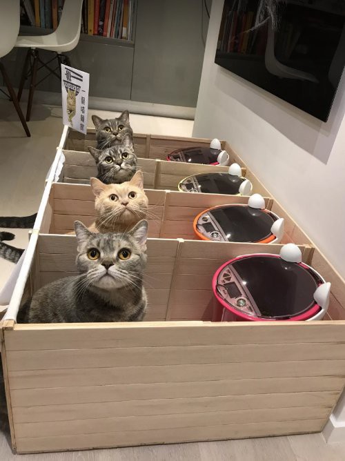 Meatball & Mochi