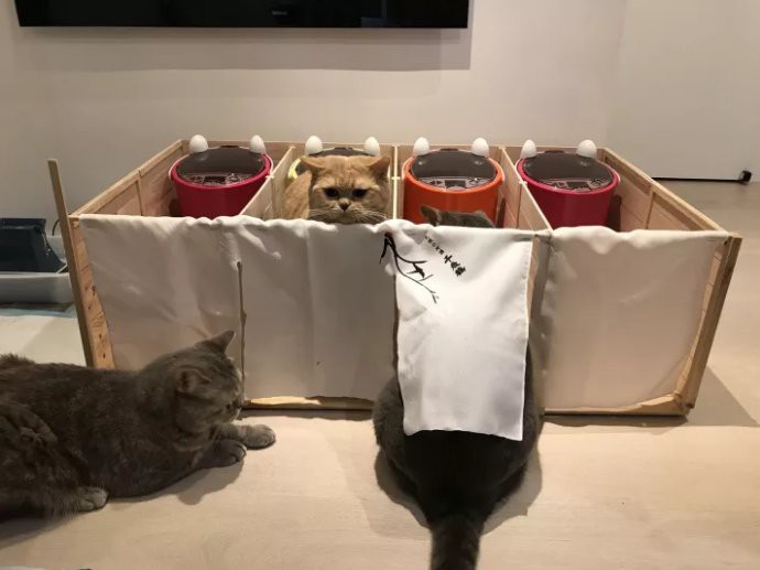 Meatball & Mochi