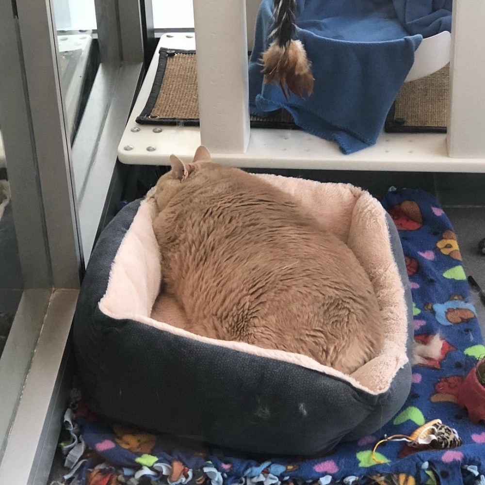 iambronsoncat
