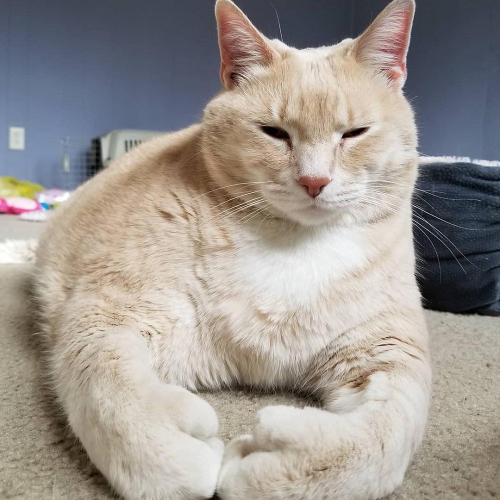 iambronsoncat