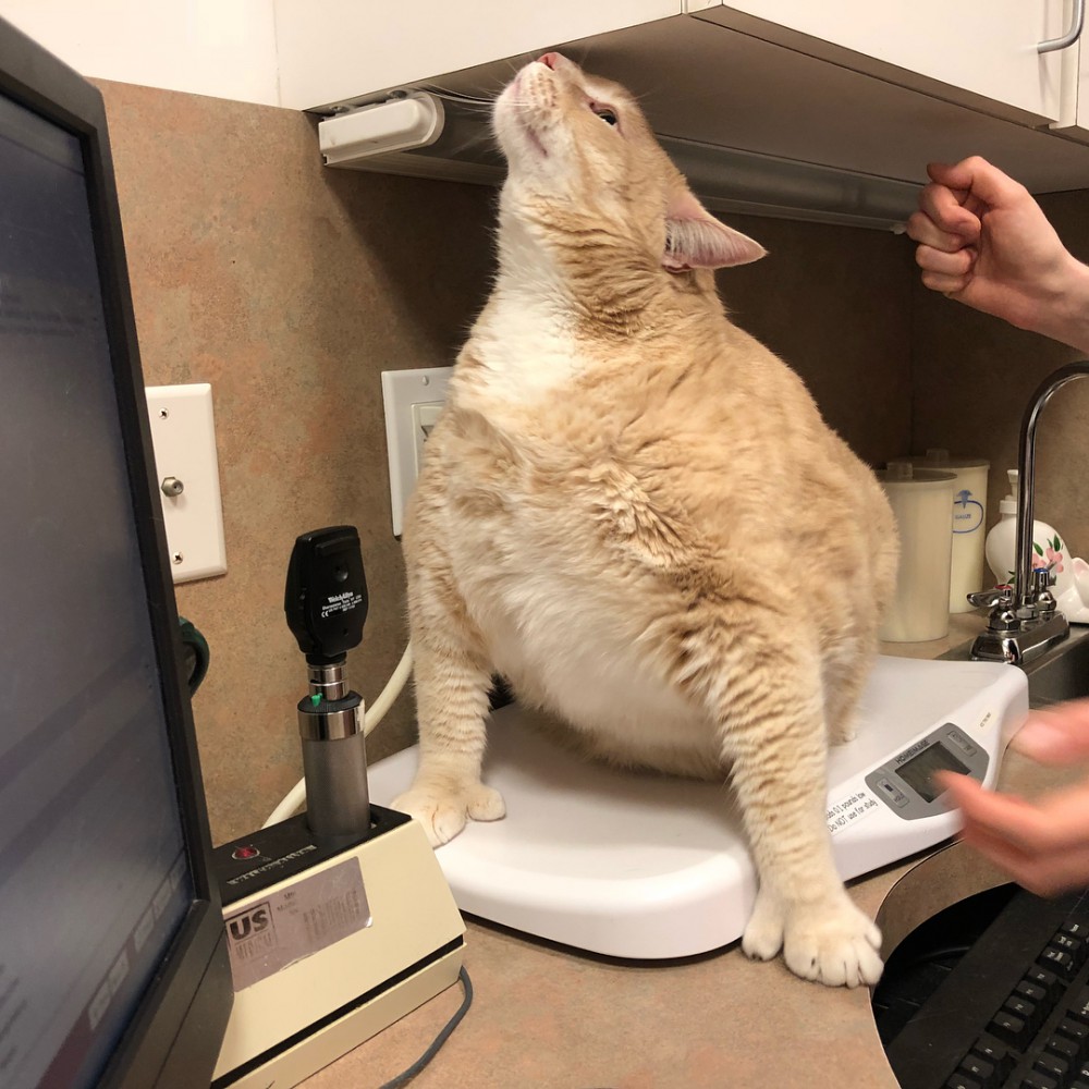 iambronsoncat