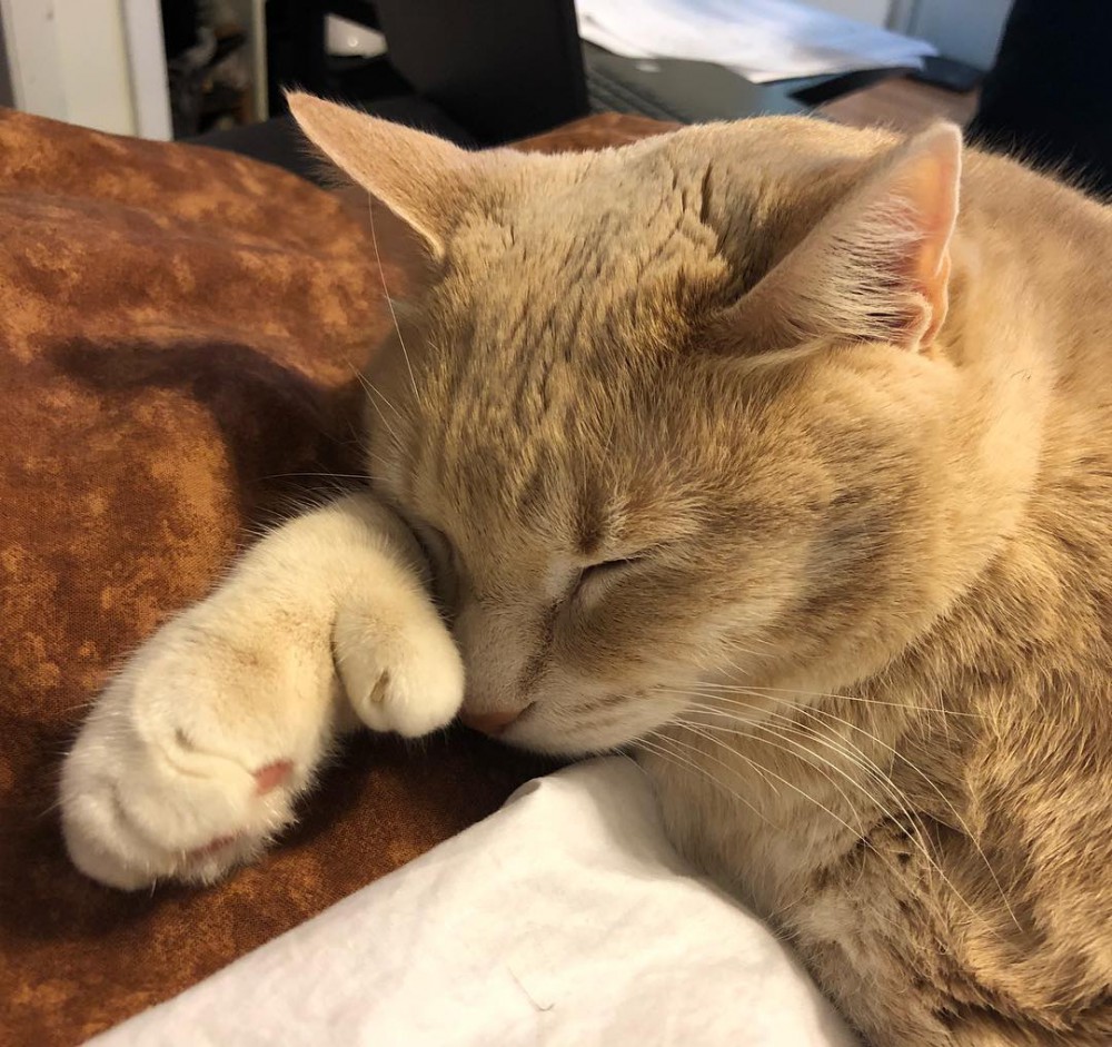 iambronsoncat