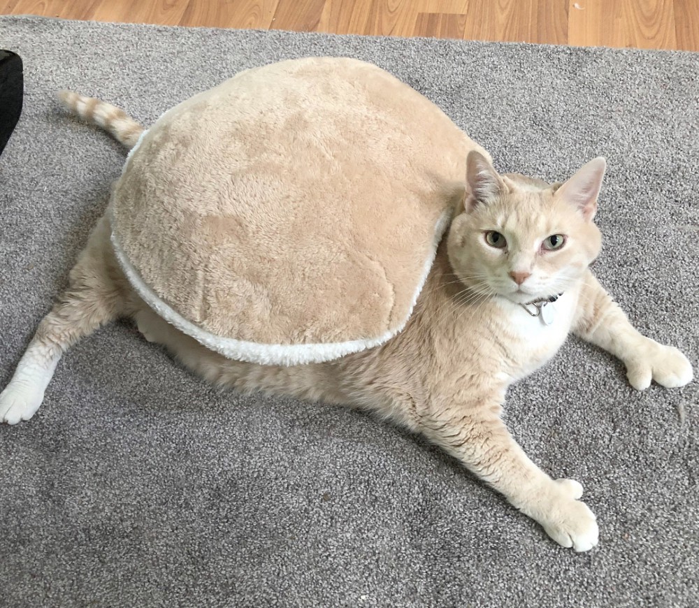 iambronsoncat