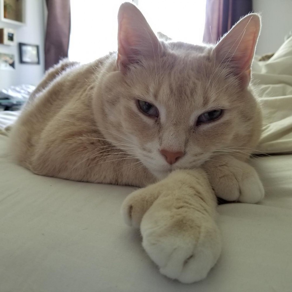 iambronsoncat