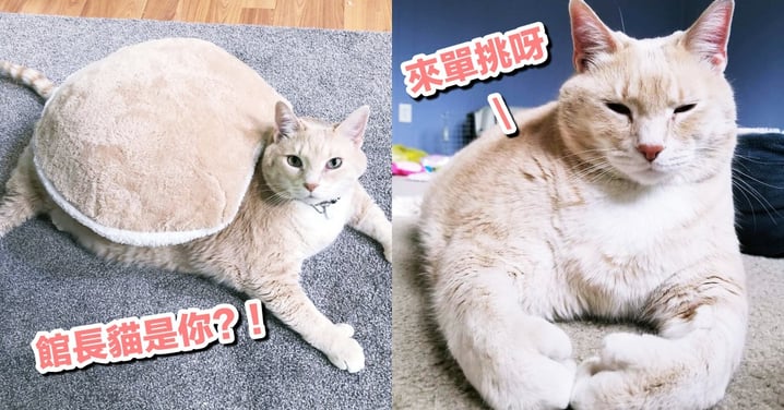 美國夫婦收養 15 公斤胖貓，圓嘟嘟＋前掌畸形像『拳擊手套』，瞬間成為超療癒網紅貓！