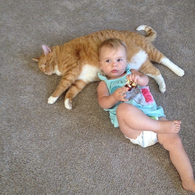 bailey_no_ordinary_cat