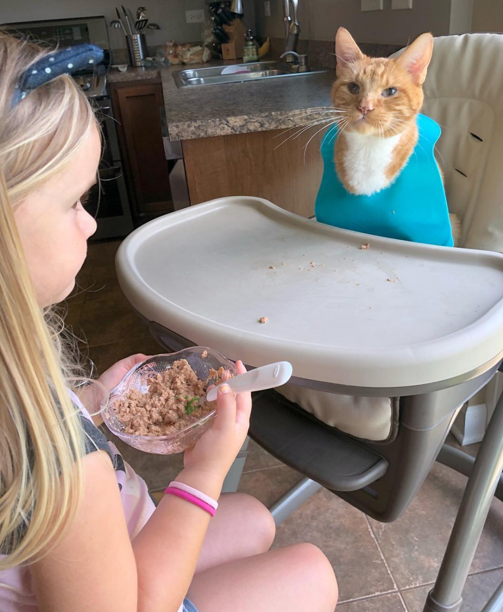 bailey_no_ordinary_cat