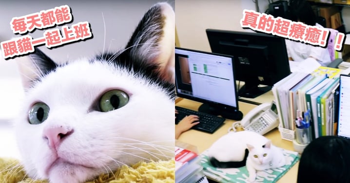 真 4 佛心公司！日本資訊公司收養棄貓們，讓貓貓可以陪辦公室職員們一起工作！